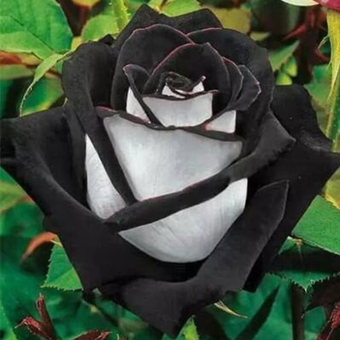 Bibit Benih Biji Bunga Mawar Black White Rose - Biji Benih Bunga Mawar Black White -Bunga Mawar- COD