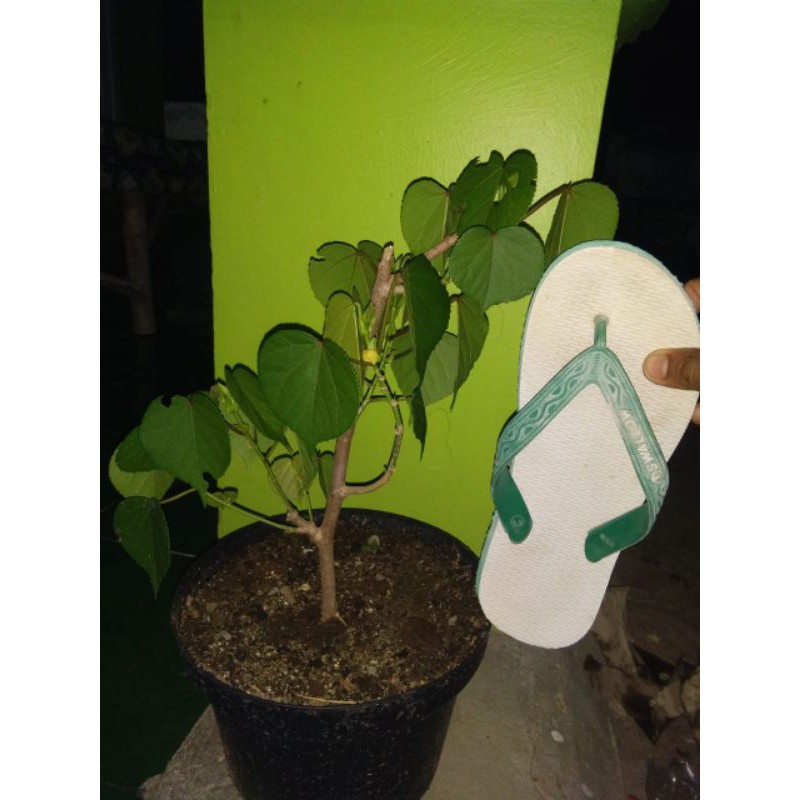 Bibit waru Taiwan.brazil.india