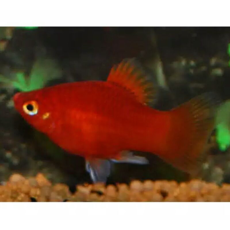 

Ikan Platy Coral red