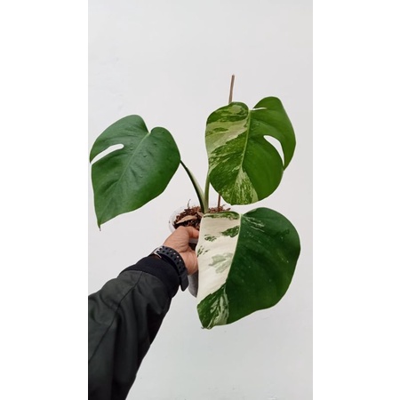 monstera varigata 3 daun