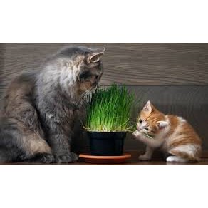 300 BIJI CAT GRASS BENIH WHEATGRASS ORGANIK / BENIH RUMPUT KUCING 