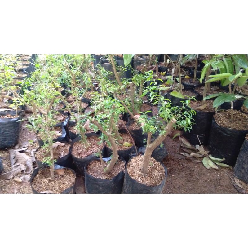 bahan bonsai anting putri mikro