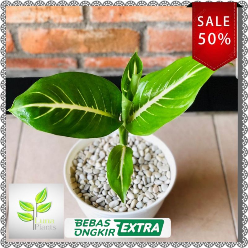 Tanaman hias aglonema blanceng neon - blanceng neon