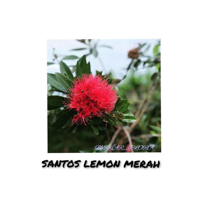 Bunga Santos lemon Merah Tinggi 40CM / Tanaman hias hidup Santos lemon Merah