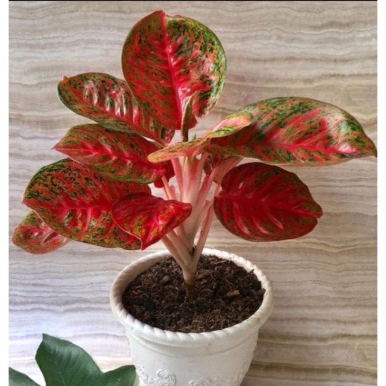 aglonema Wulandari cantik anakan baby