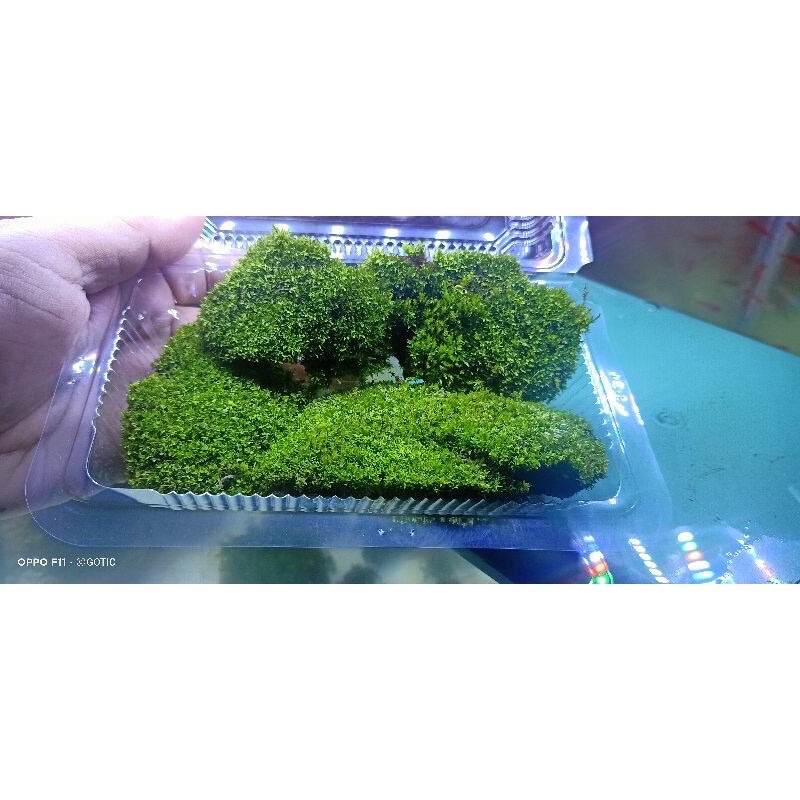 MOS MUTIARA MOS DARAT PALUDARIUM