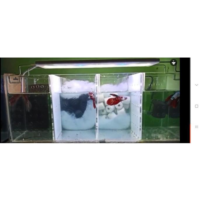 Aquarium Akrilik Cupang Dng Wadah Filter 4 Kamar - Komplit Xedh6Mcxc2