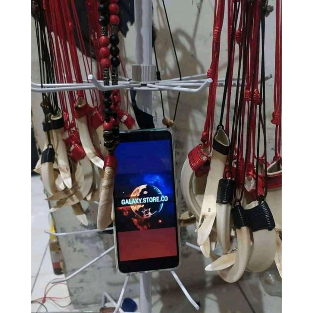 taring babi 10cm original