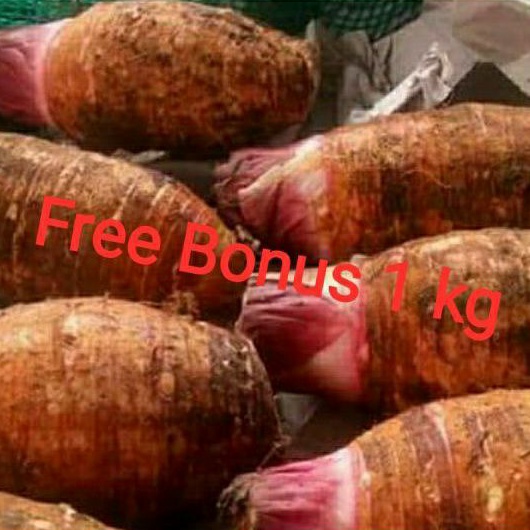 

Talas Pontianak | Talas Hitam 1 kg + Gratsi Bonus