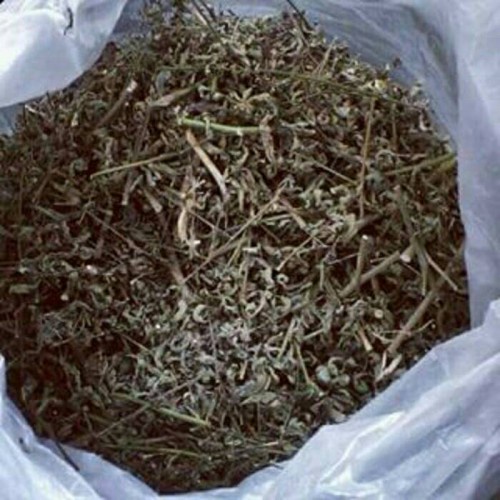 

DAUN KI TOLOD KERING MURAH 100 GRAM