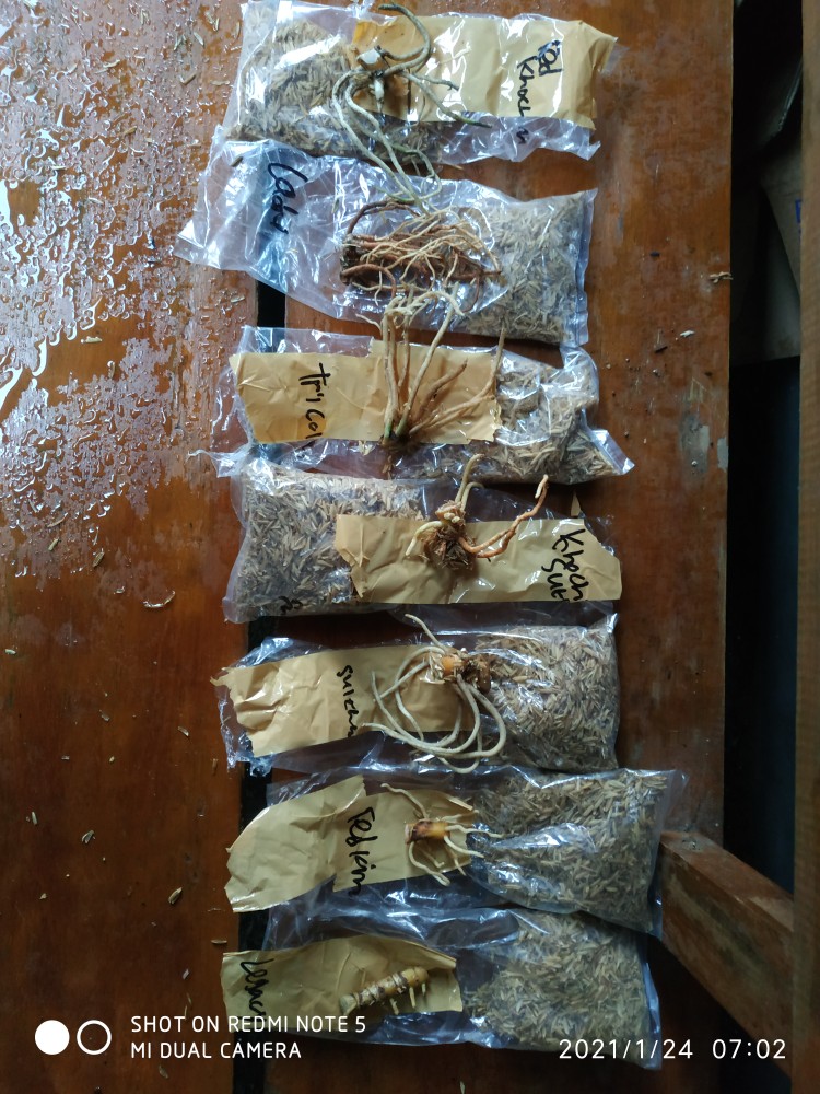 Ready Bonggol Aglonema Red Khocin