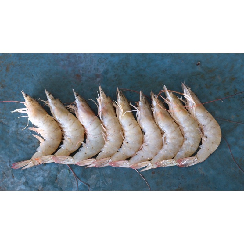 

UDANG VANAME / FANAMI SEGAR 1kg