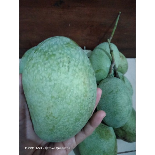

Mangga manalagi madu mentah 1kg fresh baru petik setelah ada order