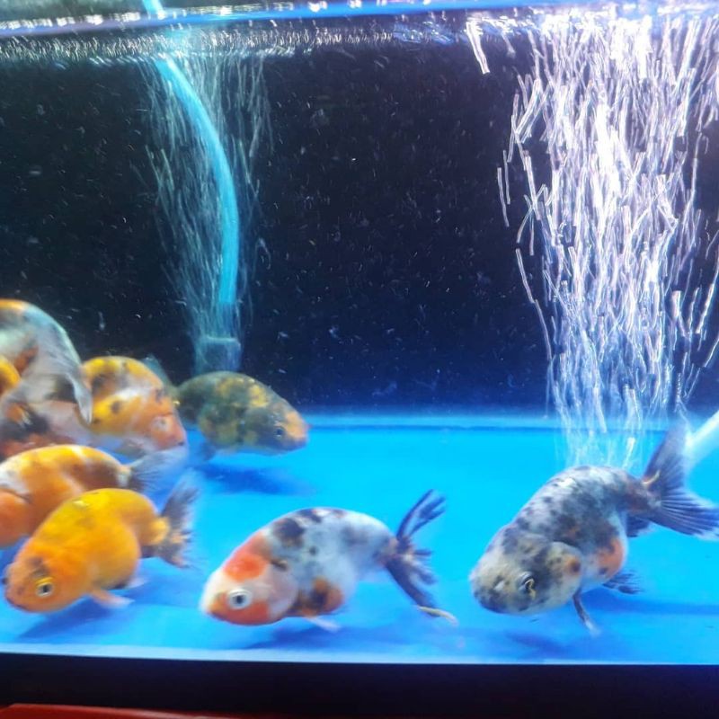 Ranchu Sapi / Kirin / Calico