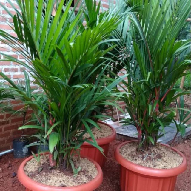 Palem merah tinggi 1 meter