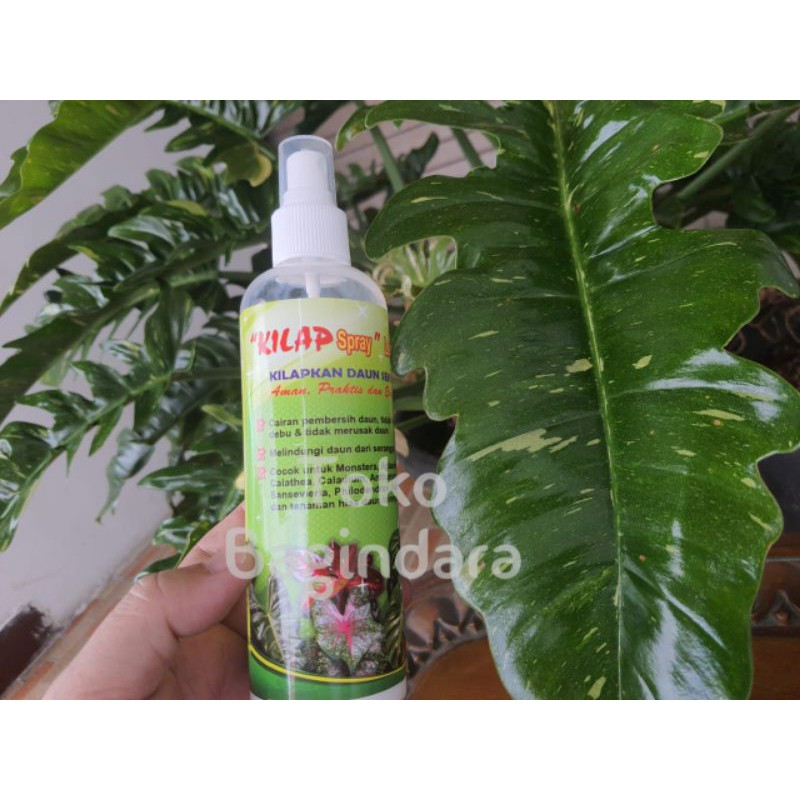 Kilap Daun SPRAY 250 ML Pengkilap Daun Seketika Lebih Efisien