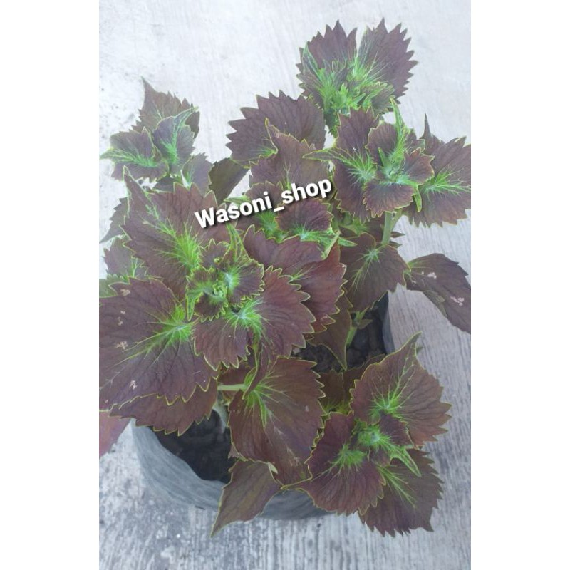 ( BISA COD ) TANAMAN HIAS MIANA/ILER MIANA PREMIUM