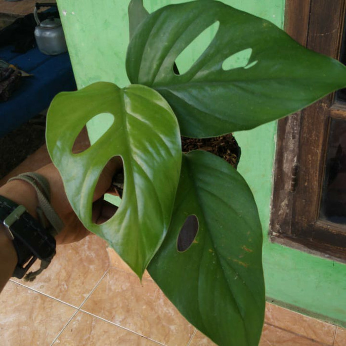 PROMO monstera raphidopora pertusa / philodendron monstera raphidopora pertusa