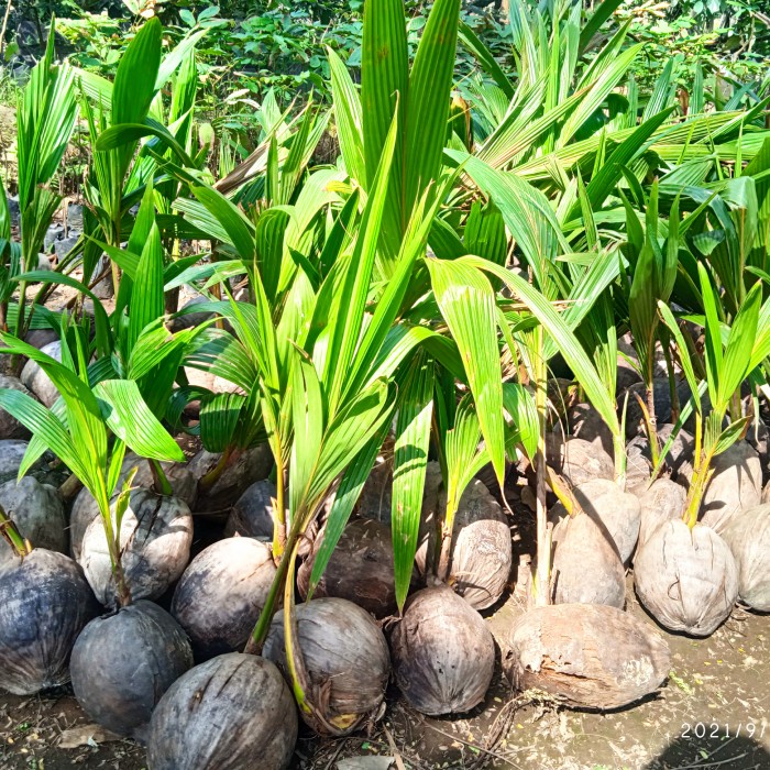 Bibit Kelapa Wulung / Kelapa Ijo Asli Super Genjah