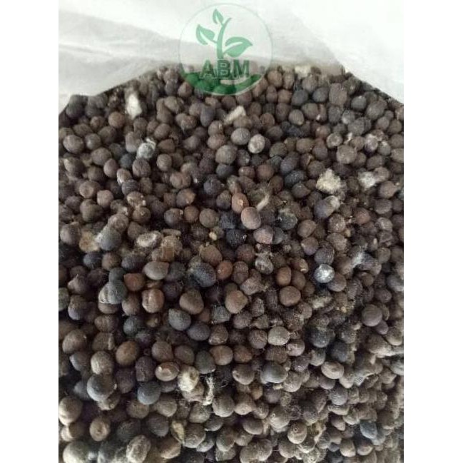 an+ benih biji kapuk randu klenteng