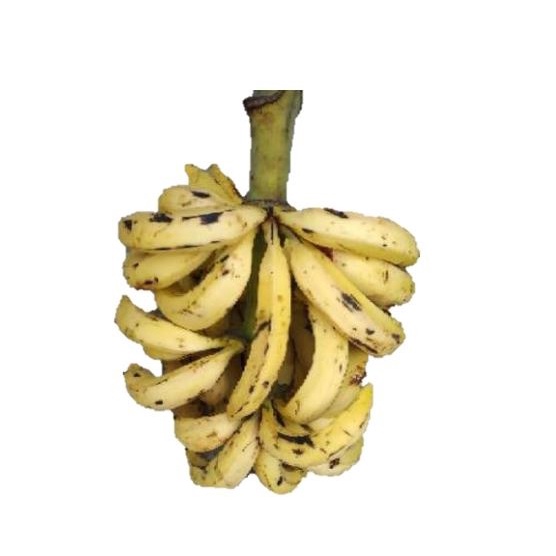 

Pisang Candi (1 sisir)