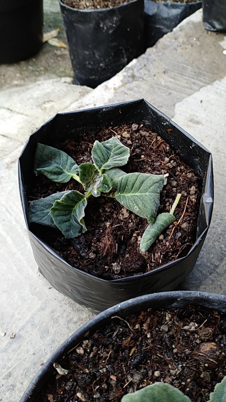 Tanaman Hias - Bunga Gloxinia - Warna Random