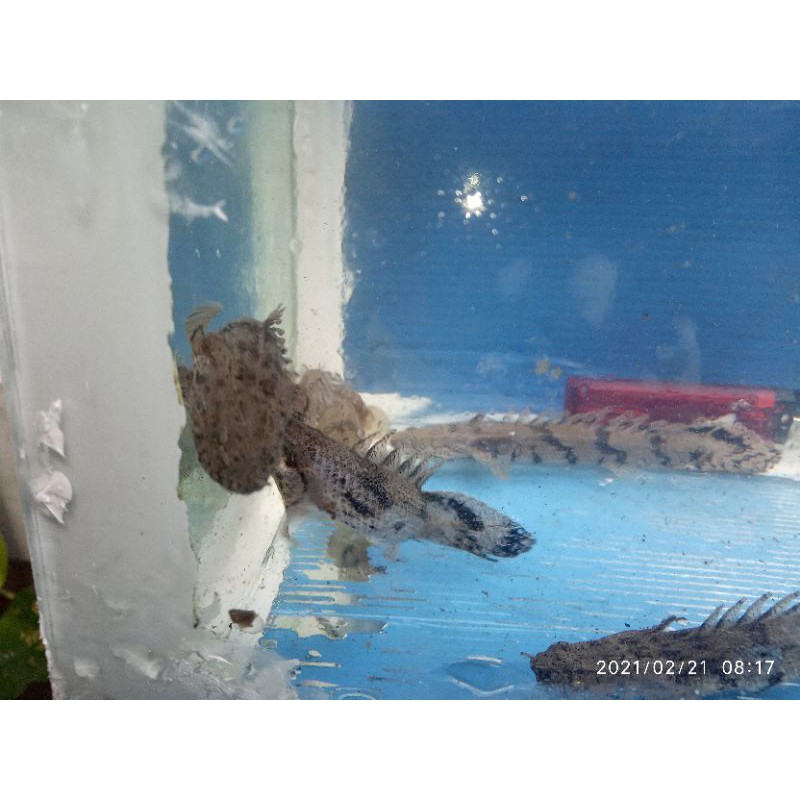 

ikan Palmas endlicherry