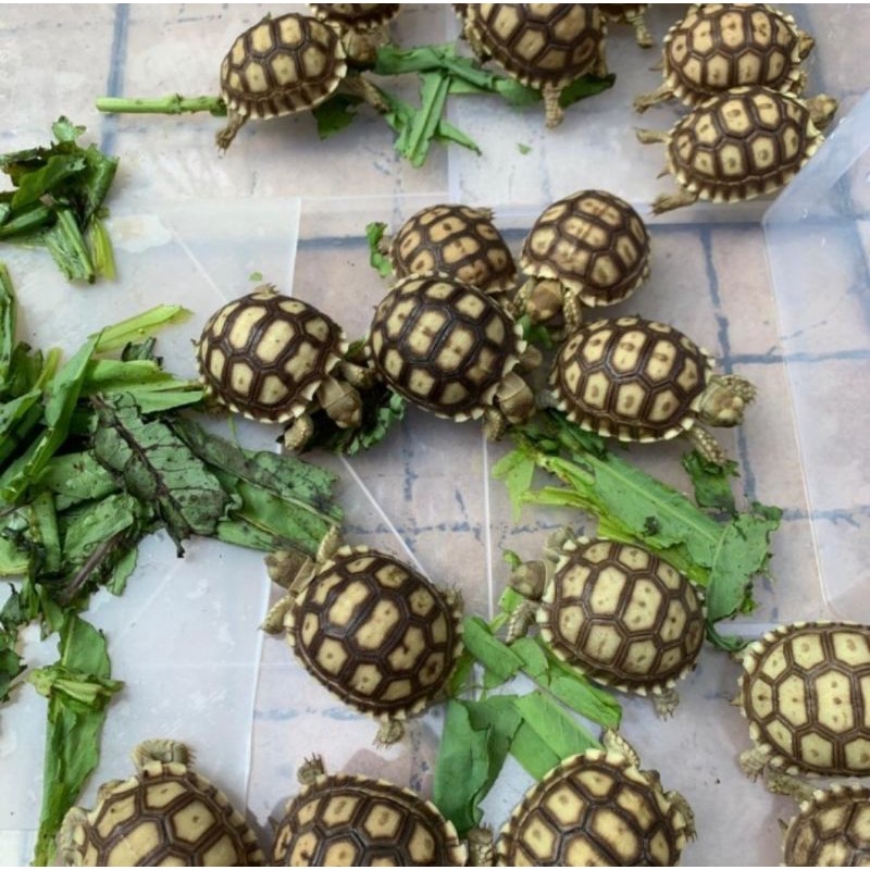 Sulcata 5-6cm murah berkualitas