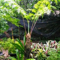 tanaman pakis monyet hitam