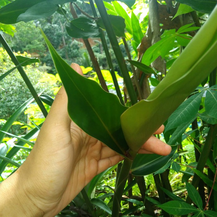 

terbaru bibit tanaman parahulu murah segar