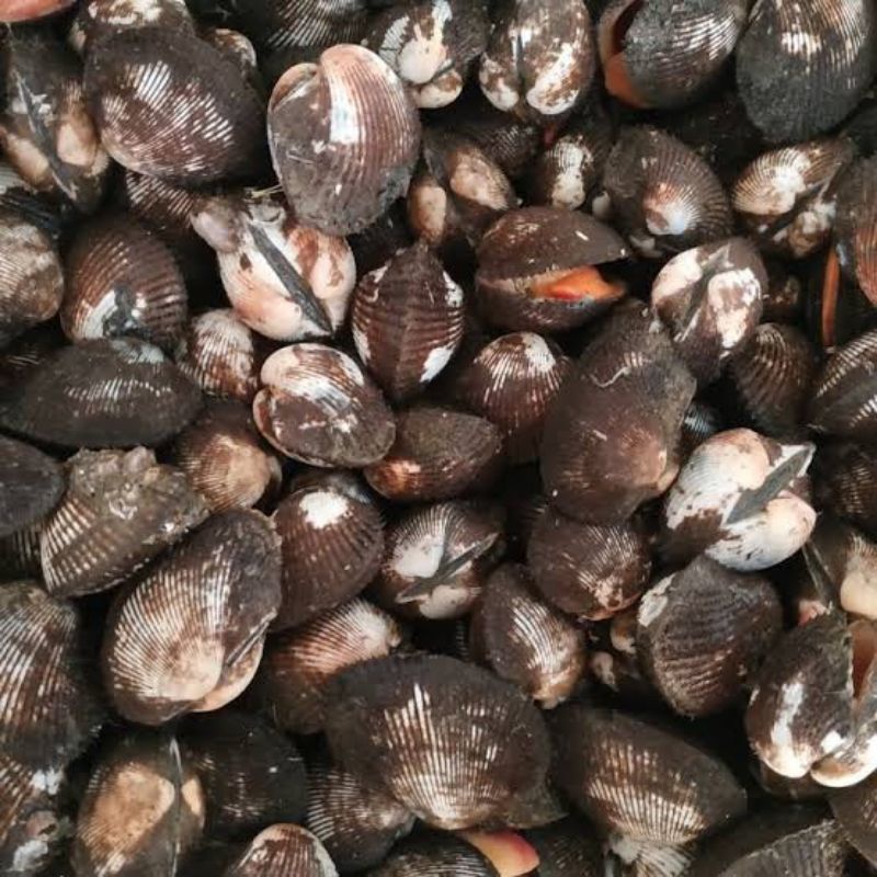 

Kerang Dara | Kerang Bulu Hidup Fresh