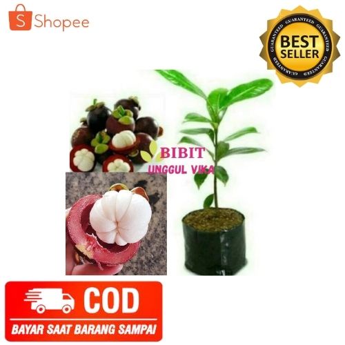 (COD) BIBIT MANGGIS TANAMAN POHON MANGGIS TANPA BIJI