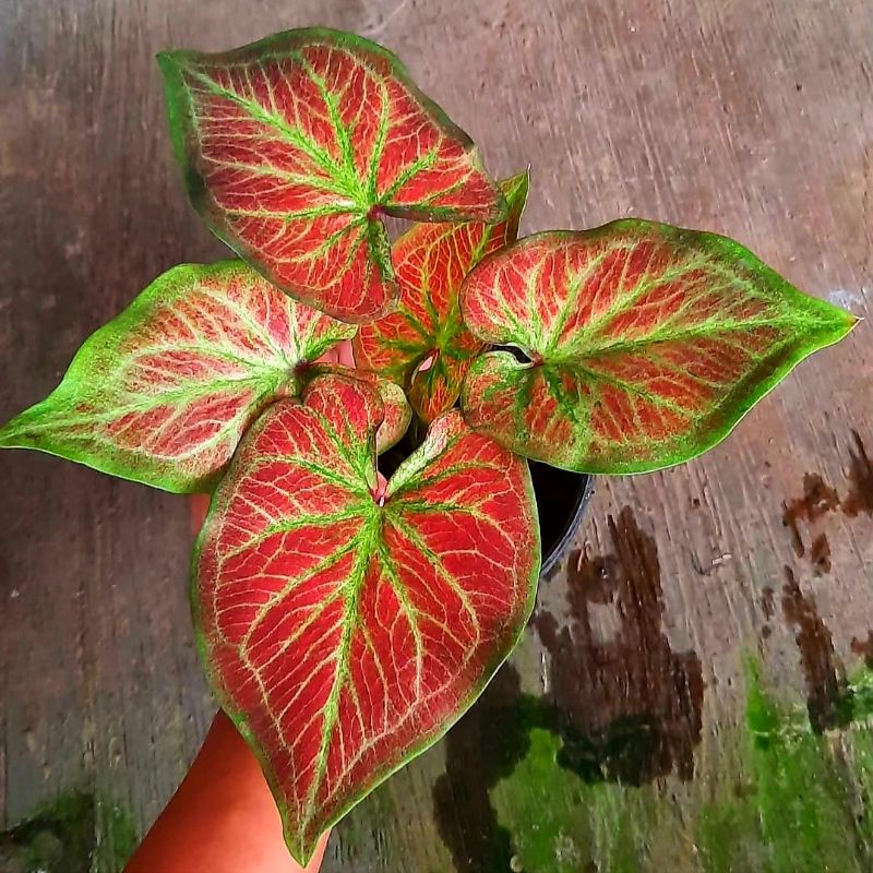 Caladium ROT / Tanaman Hias Caladium ROT Murah / Keladi ROT / ROT Caladium Murah / Bisa COD dan Baya