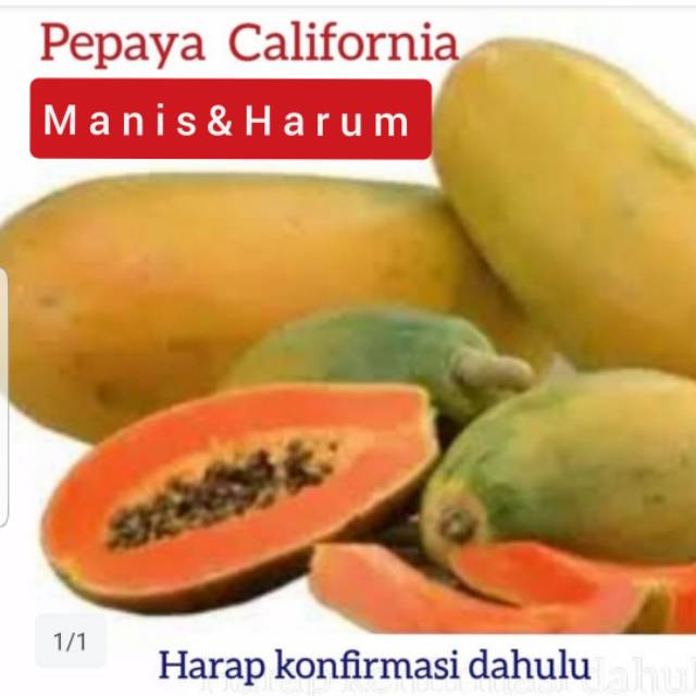 

PEPAYA CALIFORNIA MANIS ( ORIGINAL )PILIH MATANG ATAU MENGKAL