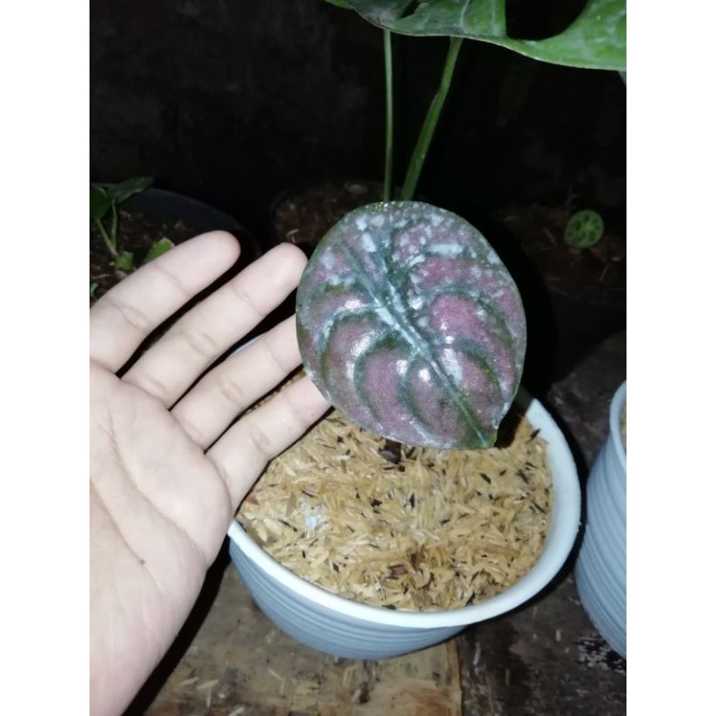 Alocasia cuprea - keladi tengkorak