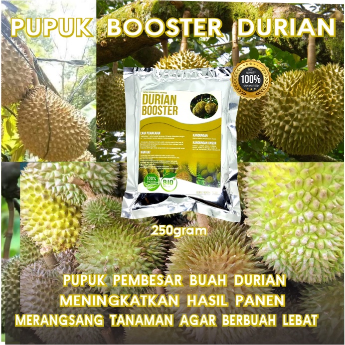 Pupuk Booster Organik Pelebat Buah Durian dan Perangsang Durian Agar Cepat Berbuah Lebat