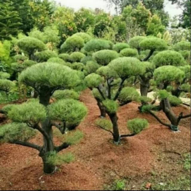 Jual pohon Bonsai cemara udang 1,5 meter