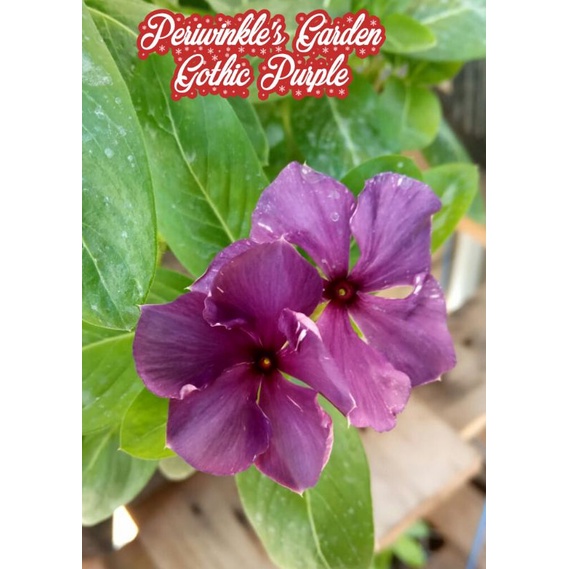 BENIH FRESH BUNGA CANTIK VINCA JUNTAI/GANTUNG GOTHIK PURPLE