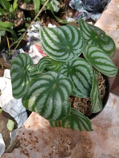 jual tanaman hias peperomia watermelon - peperomia watermelon _