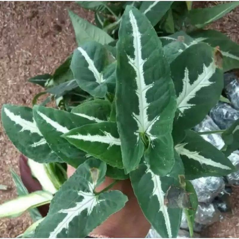 tanaman hias_keladi singonium tikus ( VARIGATA )