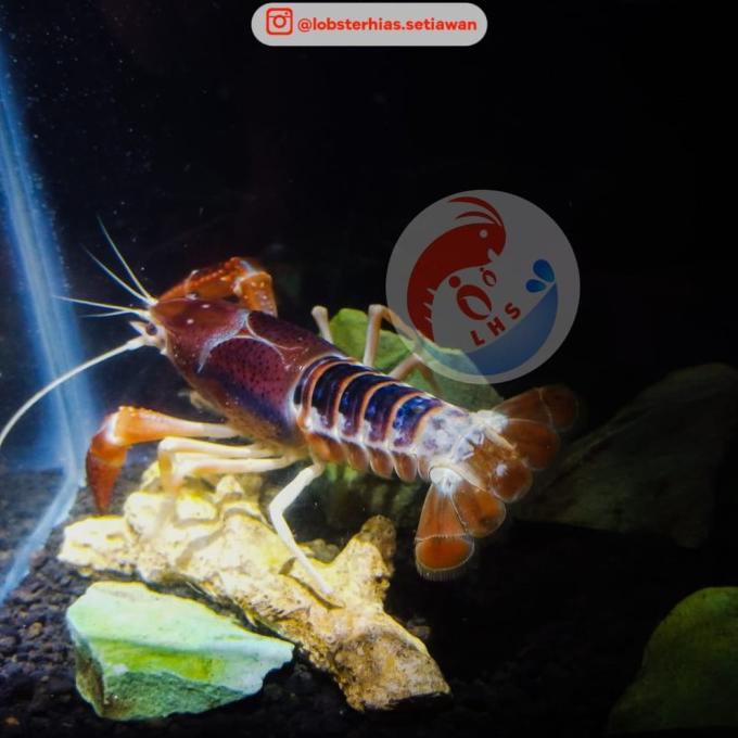 (BISA COD) Air Ghost Warna Farm Ukuran Campuran LHS Tawar 2inch Hias Lobster BOOM SALE Kode 428
