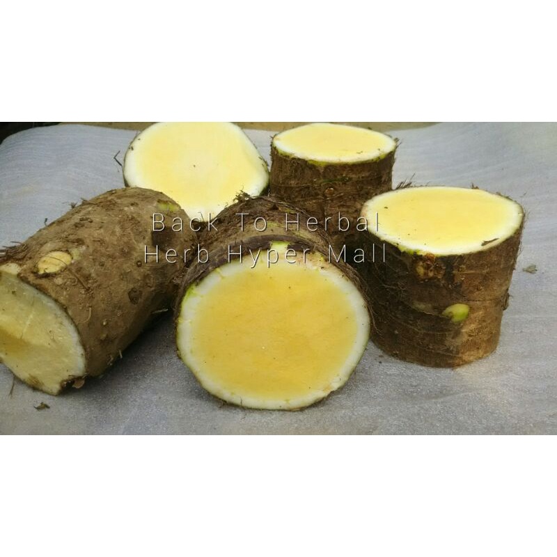 UMBI TALAS BENENG ASLI SUPER JUMBO 1kg