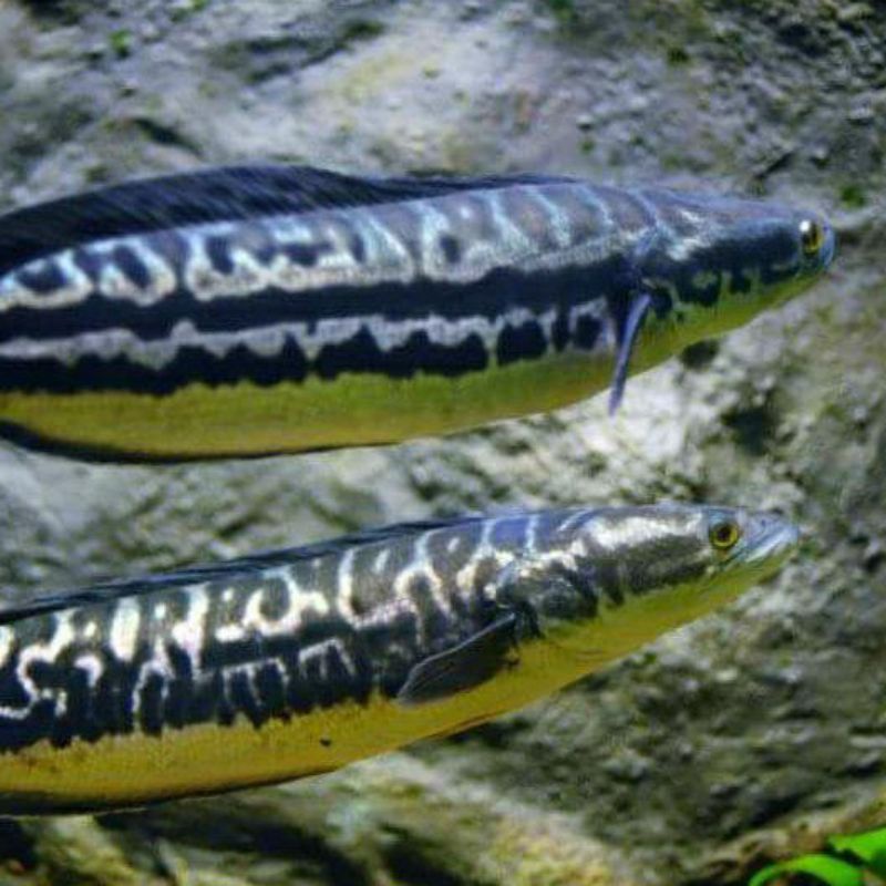 Ikan Toman Hidup Size 20-25 cm / Channa