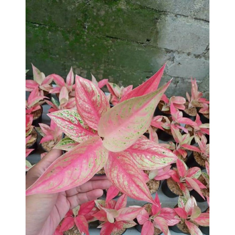 Aglonema legacy tulang ikan