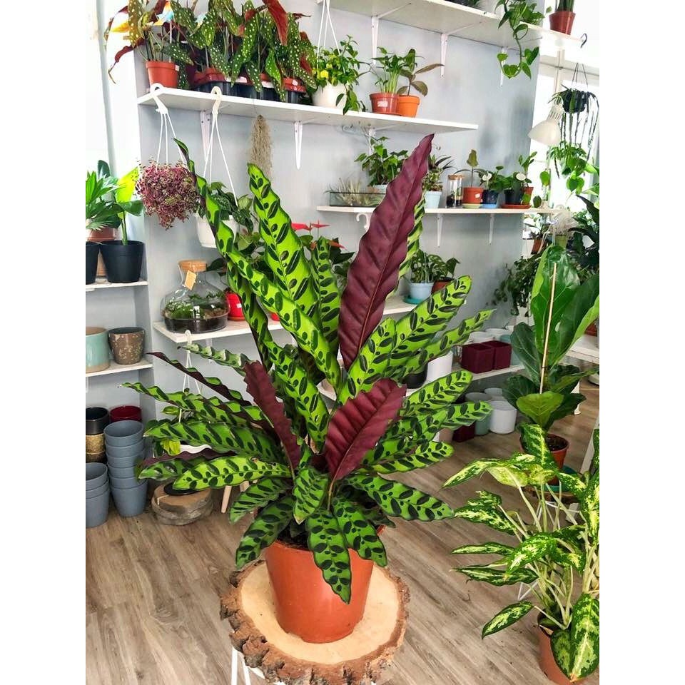 Tanaman Hias Calathea - calatea - tanaman indoor