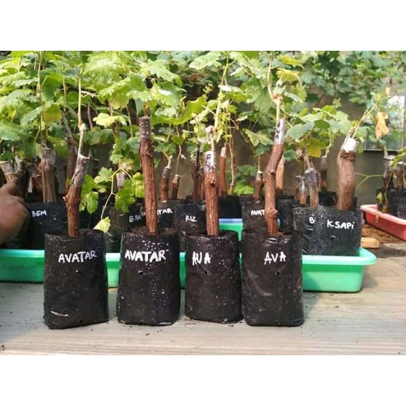 Bibit Pohon Anggur Import avatar asli grafting Valid-1
