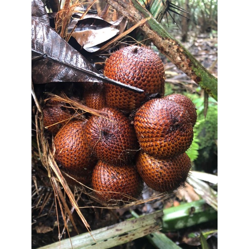 

salak bali asli Karangasem bali
