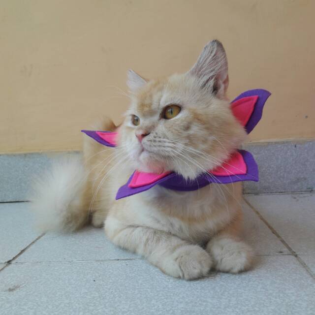 Collar hias untuk kucing &amp; anjing /Jual Baju Kucing Terlengkap &amp; Berkualitas size S-XL