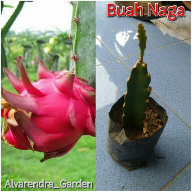 BIBIT BUAH NAGA bibit buah naga merah
