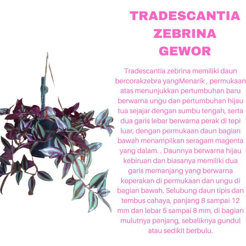 PROMO TANAMAN HIAS BUNGA TRADESCANTIA ZEBRINA GEWOR KUALITAS SUPER | TANAMAN GANTUNG | COD